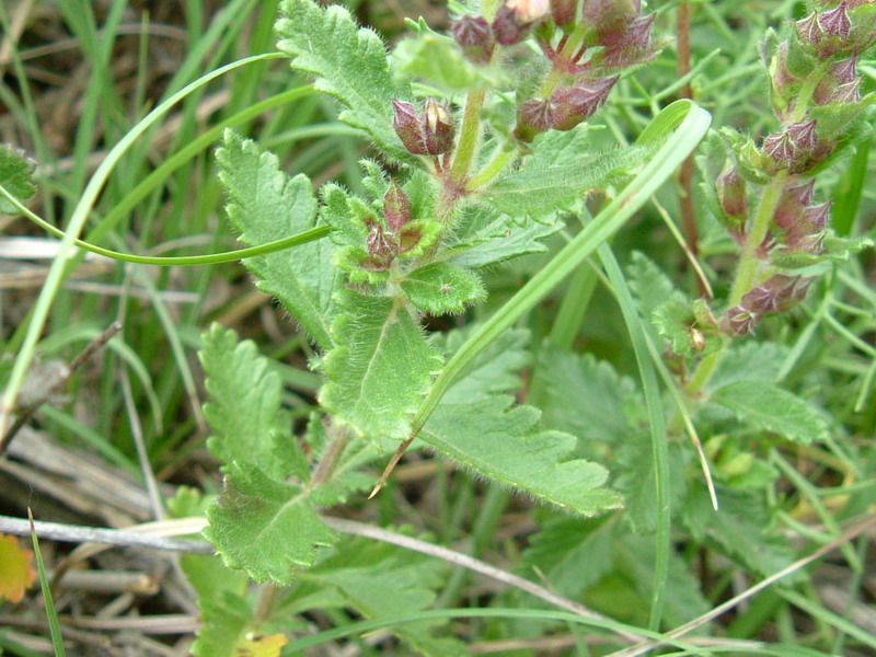 Colline di Canossa 2 - Teucrium chamaedrys