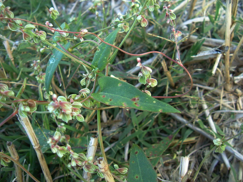 Fallopia convolvulus / Poligono convolvolo