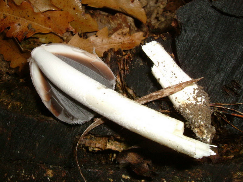 Coprinus sp.