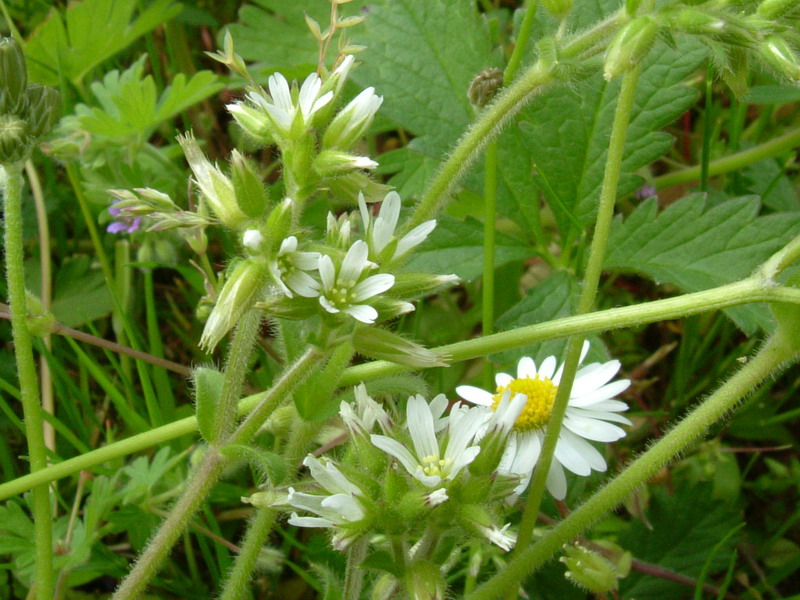 Cerastium glomeratum / Peverina dei campi