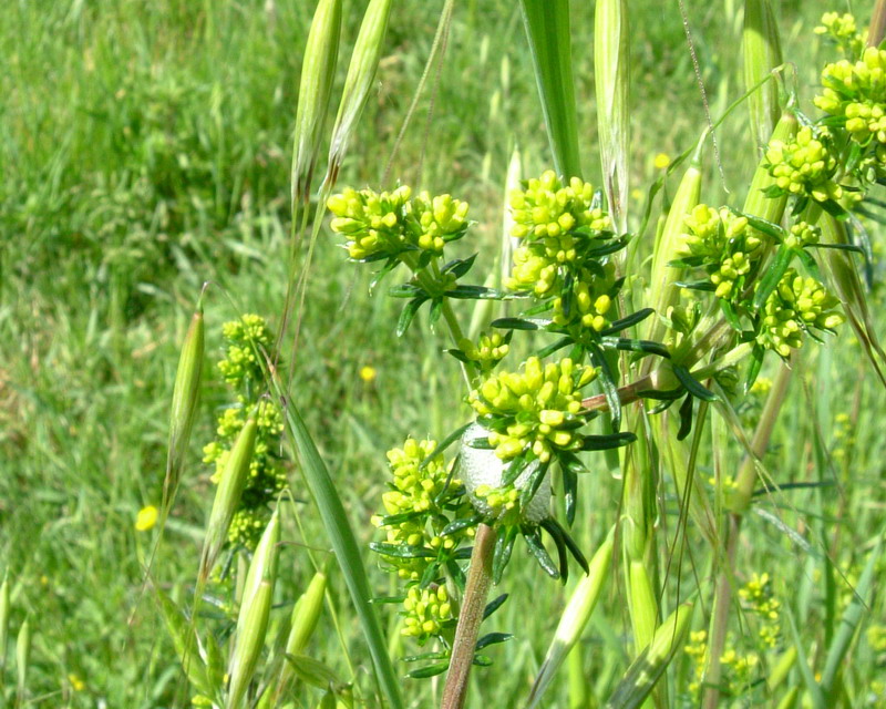 Giallo e appiccicoso - Galium verum