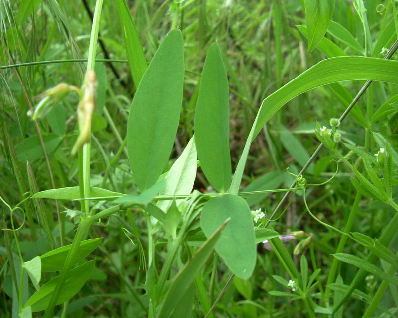 Vicia bithynica