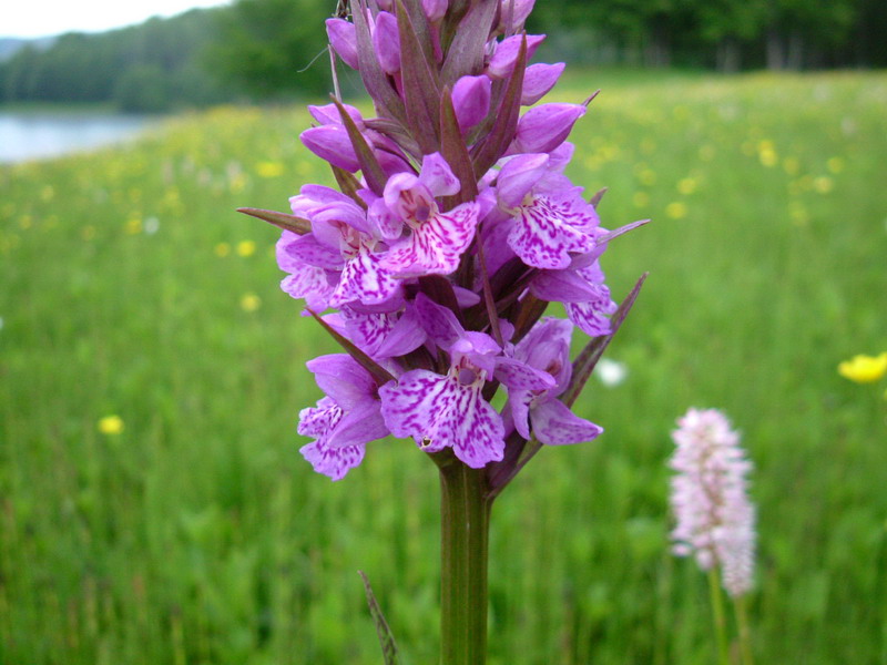 Dactylorhiza fuchsii