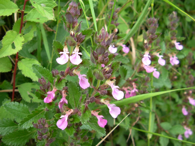 Teucrium chamaedrys / Camedrio comune