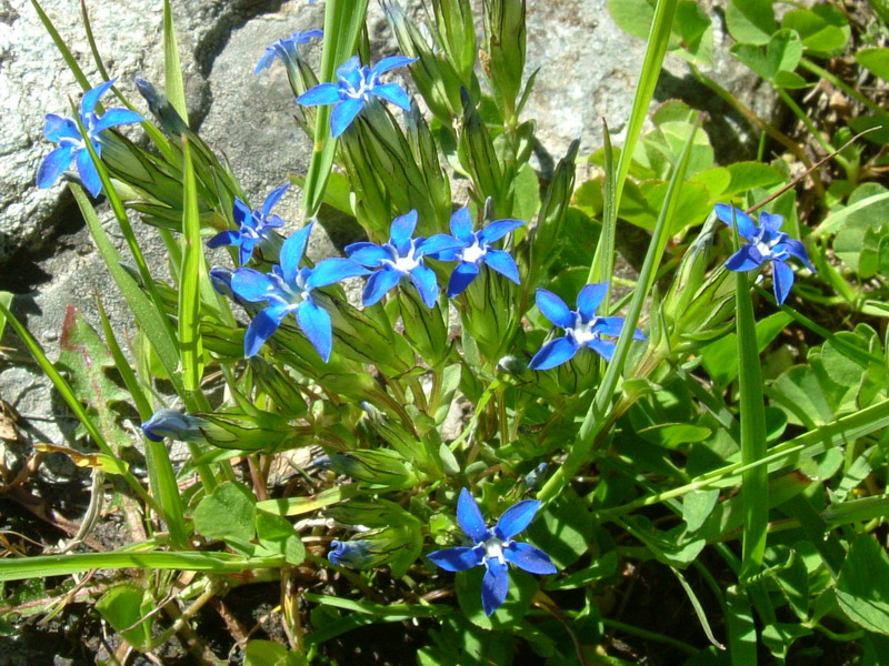 Gentiana nivalis