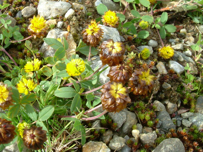 Trifolium badium / Trifoglio bruno