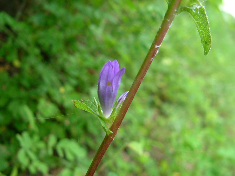 Campanula glomerata / Campanula agglomerata
