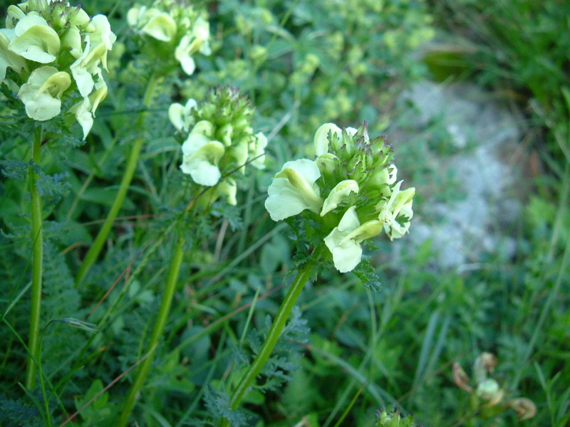 Ex parco del gigante2 - Pedicularis sp.