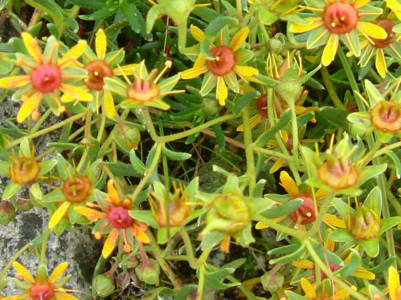 Saxifraga aizoides / Sassifraga gialla