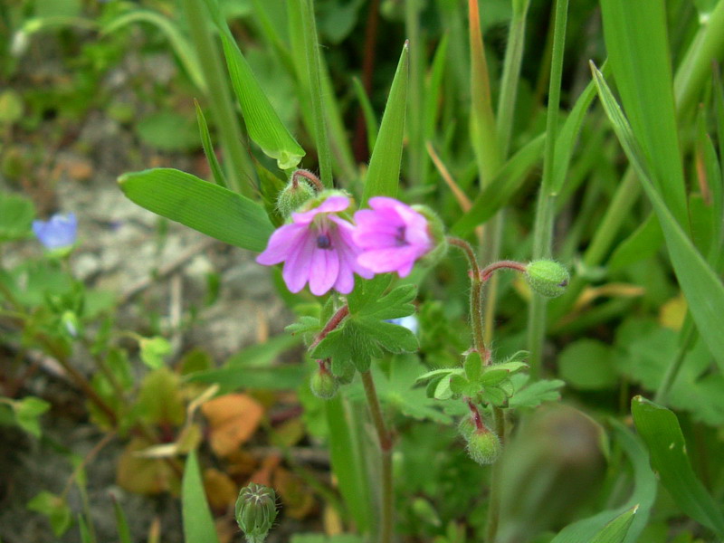 Geranium molle