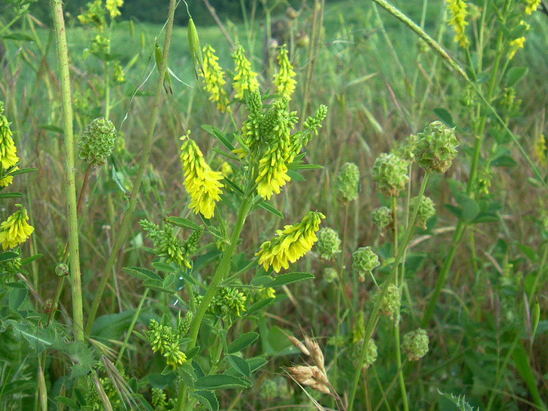 Melilotus cfr. officinalis