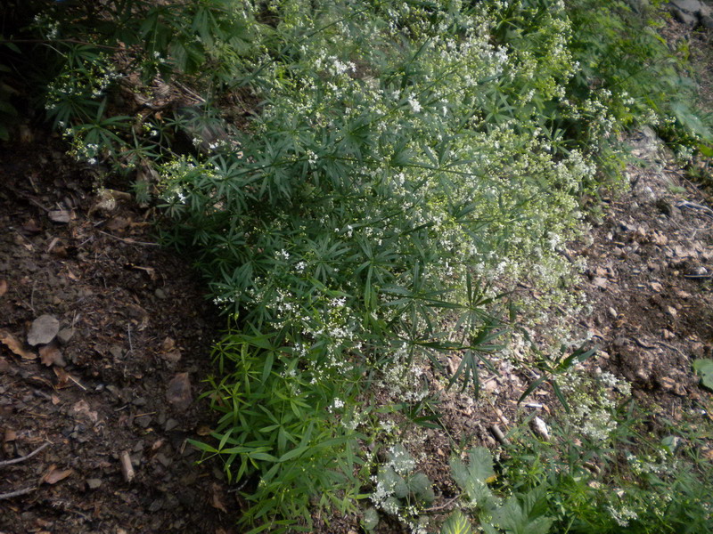 Rubiacea - Galium sp.