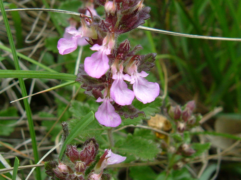 Colline di Canossa 2 - Teucrium chamaedrys