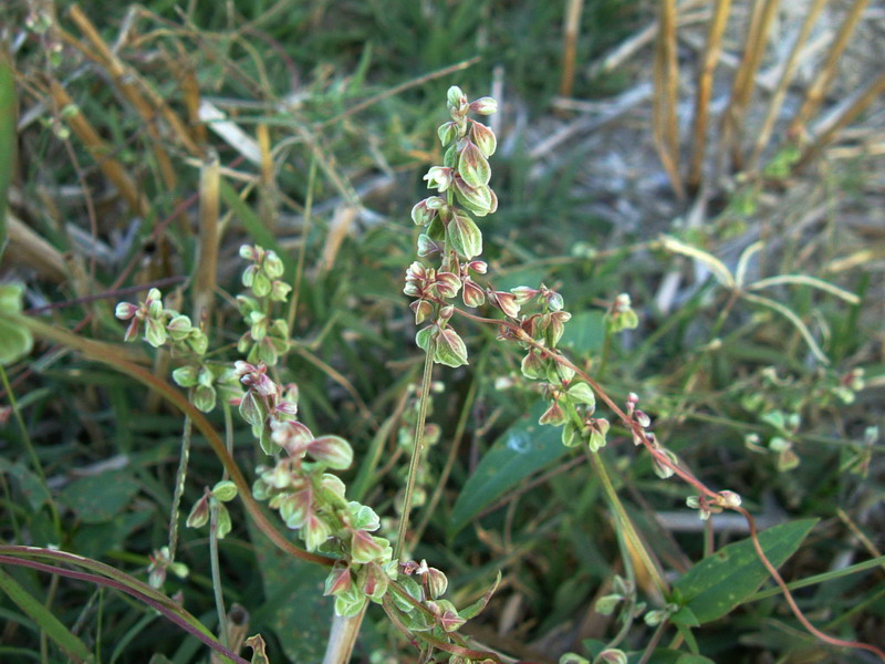 Fallopia convolvulus / Poligono convolvolo