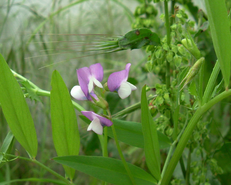 Vicia bithynica