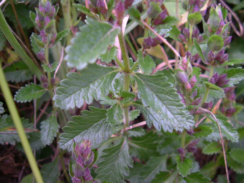 Teucrium chamaedrys / Camedrio comune