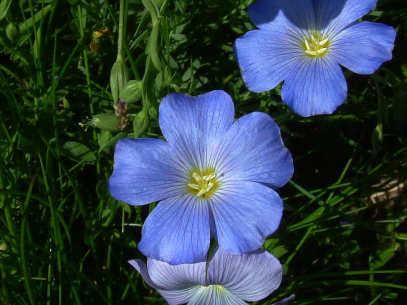 Linum alpinum / Lino celeste