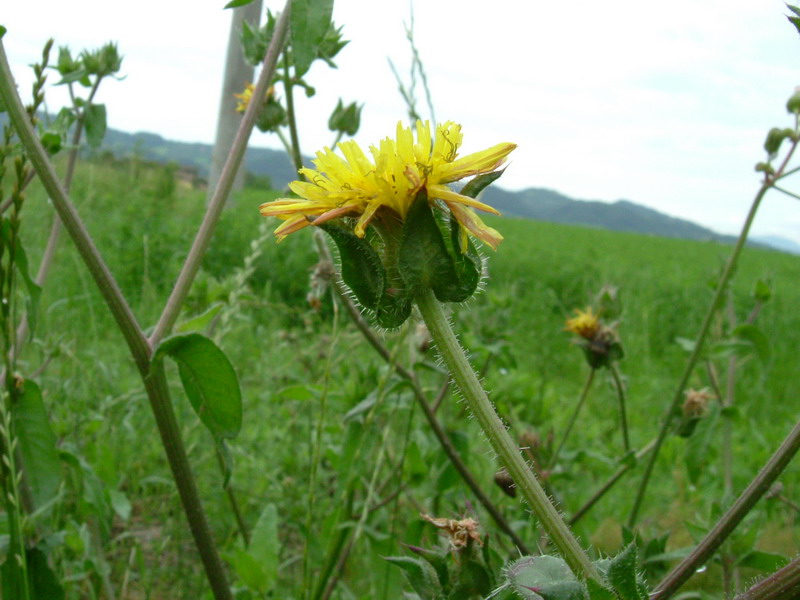 Negli incoltivi 2 helminthotheca echioides