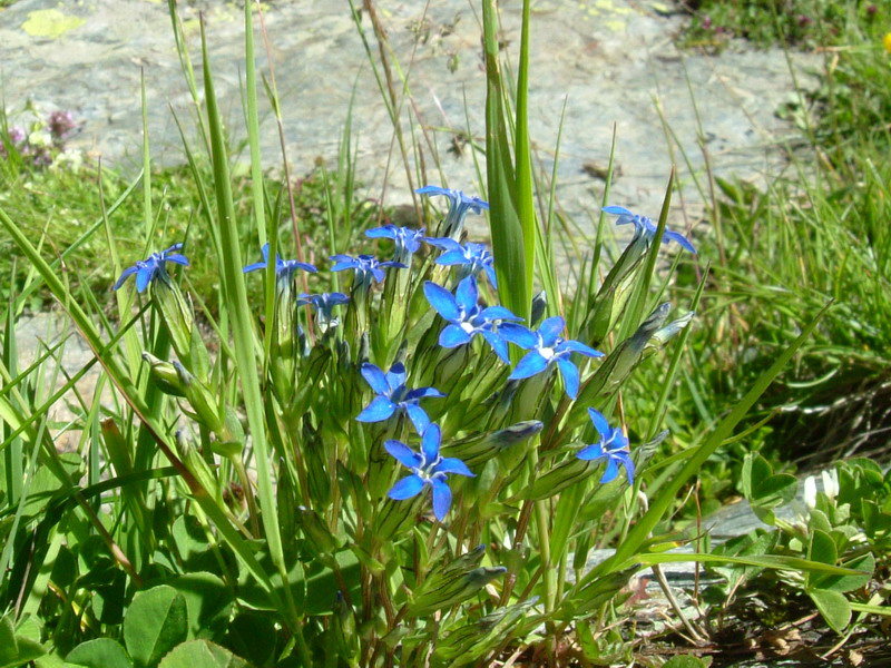 Gentiana nivalis