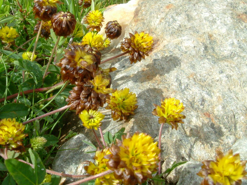 Trifolium badium / Trifoglio bruno