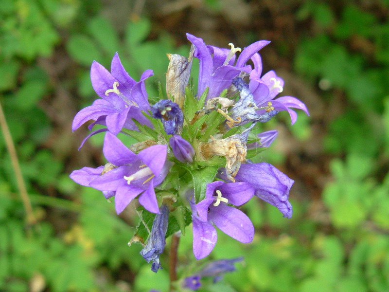 Campanula glomerata / Campanula agglomerata