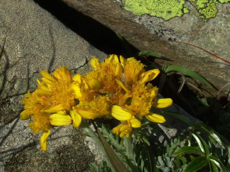 Jacobaea incana (=Senecio incanus)