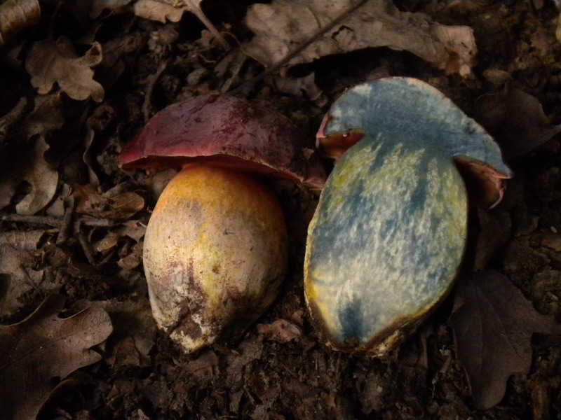B.dupainii