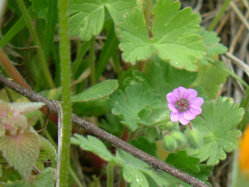 Geranium molle
