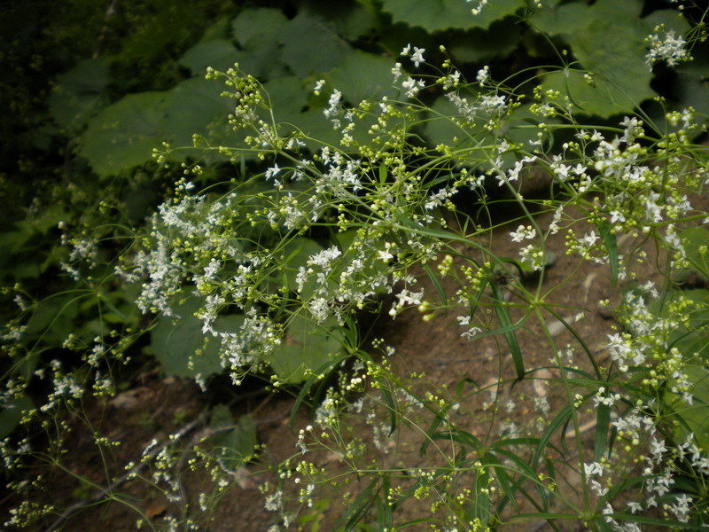 Rubiacea - Galium sp.