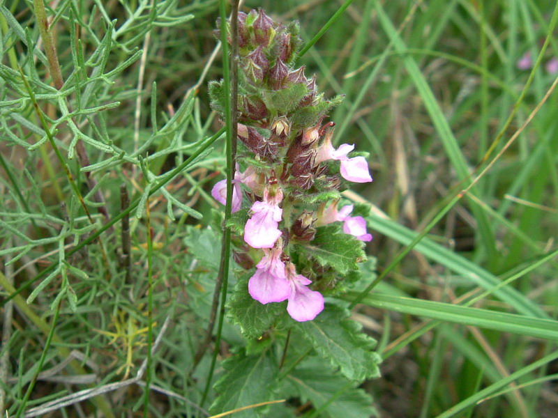 Colline di Canossa 2 - Teucrium chamaedrys
