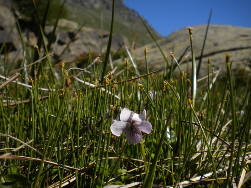 Viola palustris / Viola palustre
