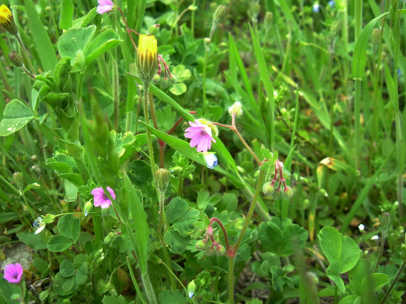 Geranium molle