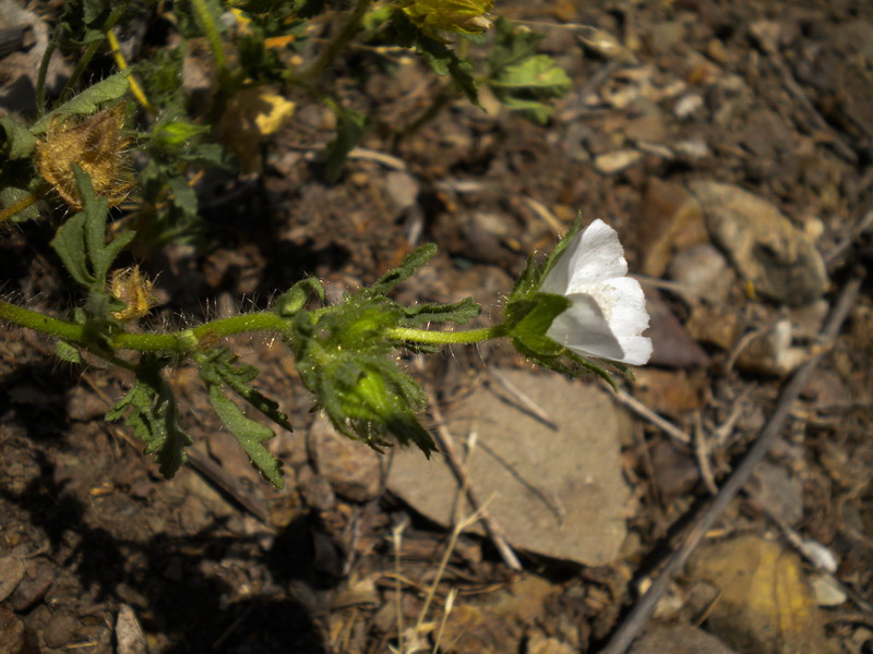 Althaea hirsuta