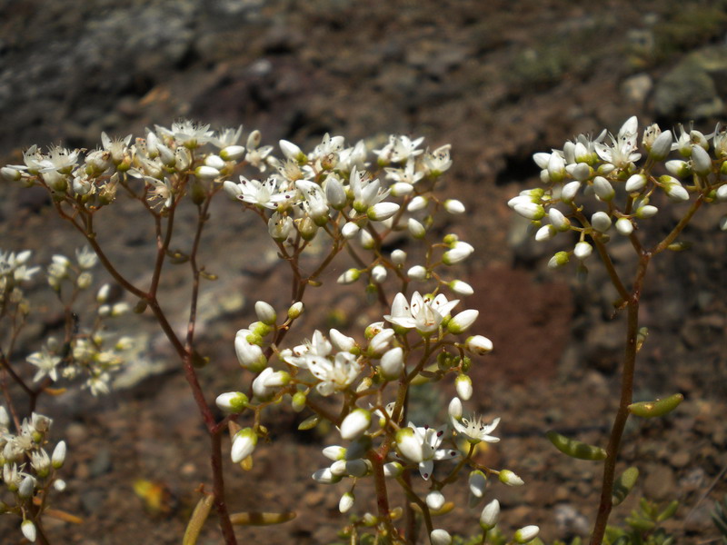 Sedum album