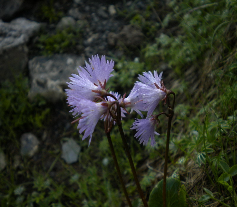 Soldanella alpina in Appennino