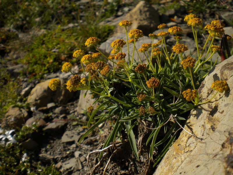 Bupleurum ranunculoides / Buplero ranuncoloide