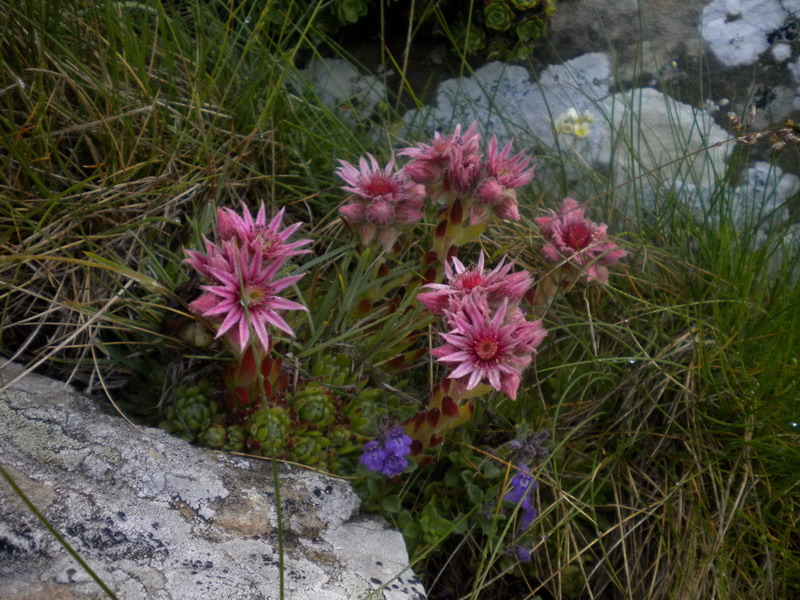 Sempervivum montanum