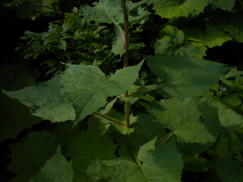 Cicerbita alpina / Lattuga alpina