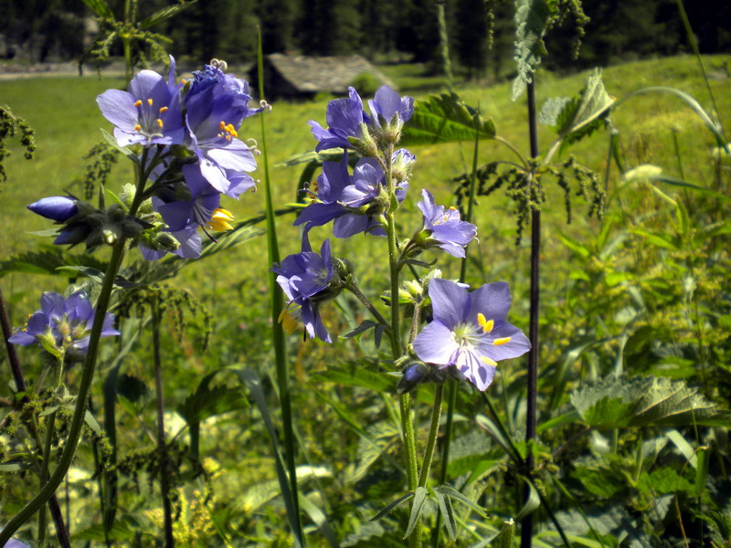 Polemonium caeruleum / Polemonio ceruleo