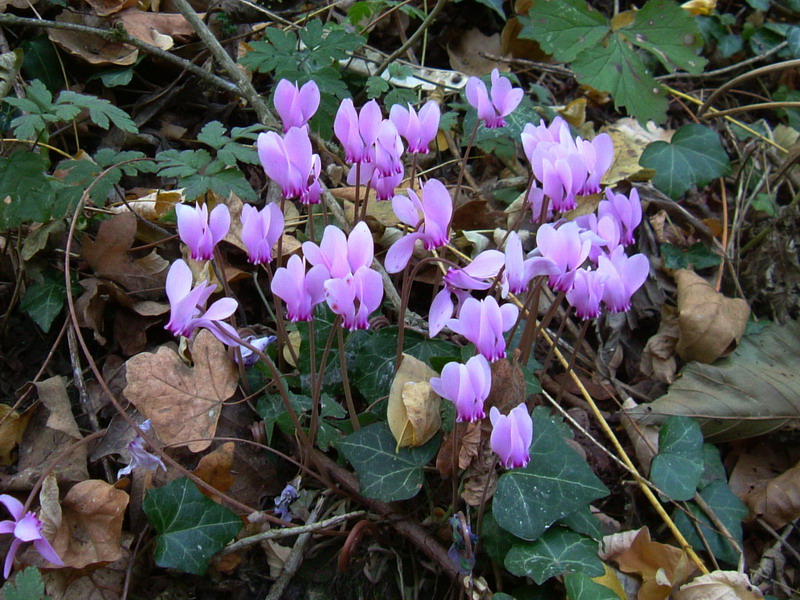 Cyclamen hederifolium