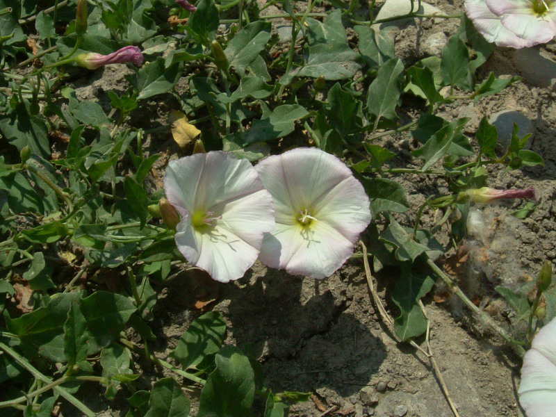 Convolvulus arvensis / Vilucchio comune