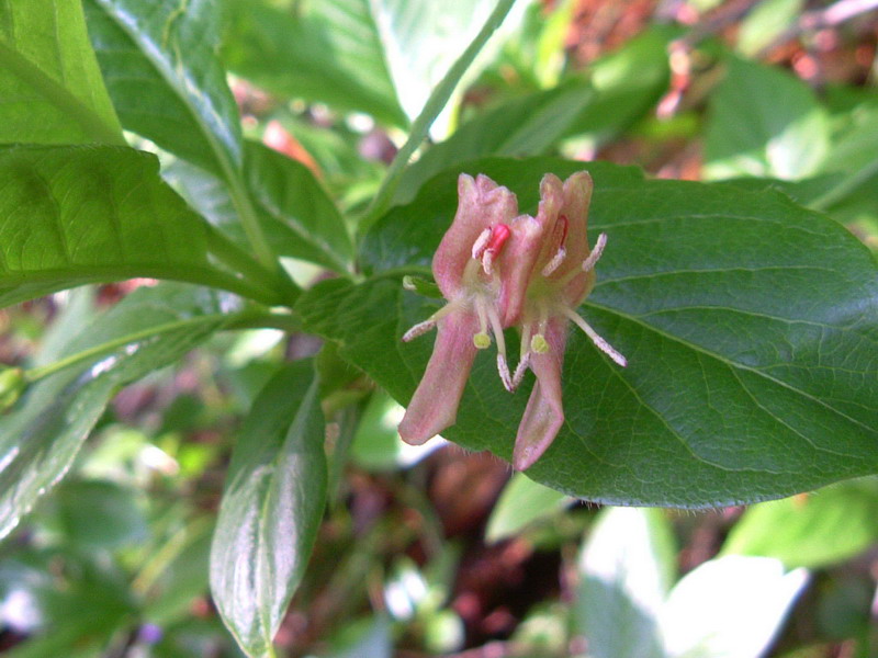 Lonicera alpigena / Madreselva alpina