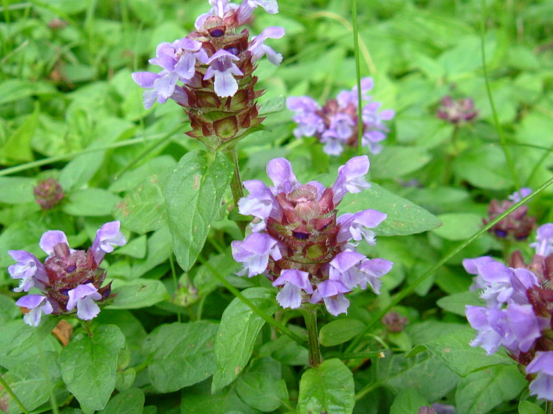 Prunella vulgaris