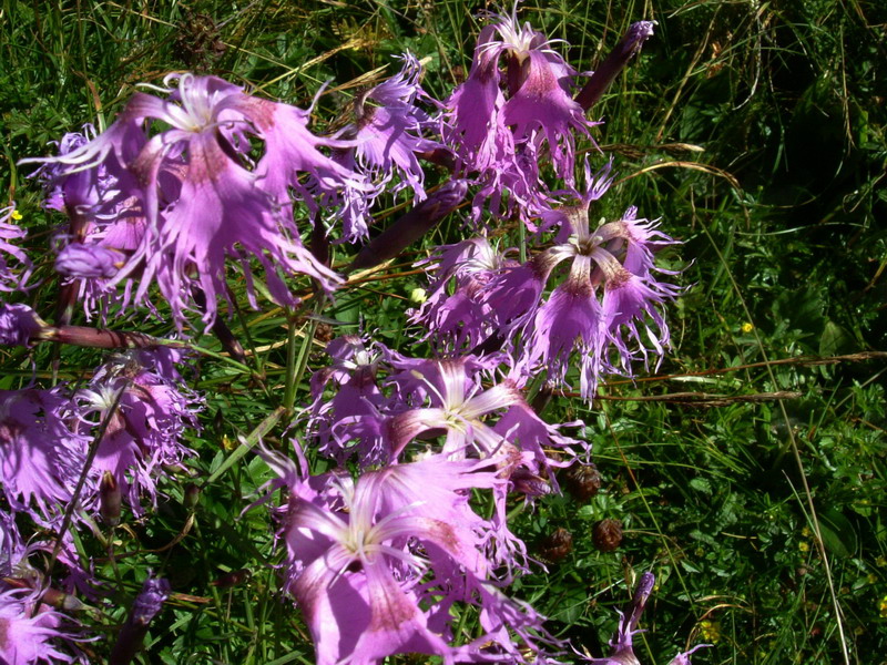 Dianthus superbus / Garofano superbo