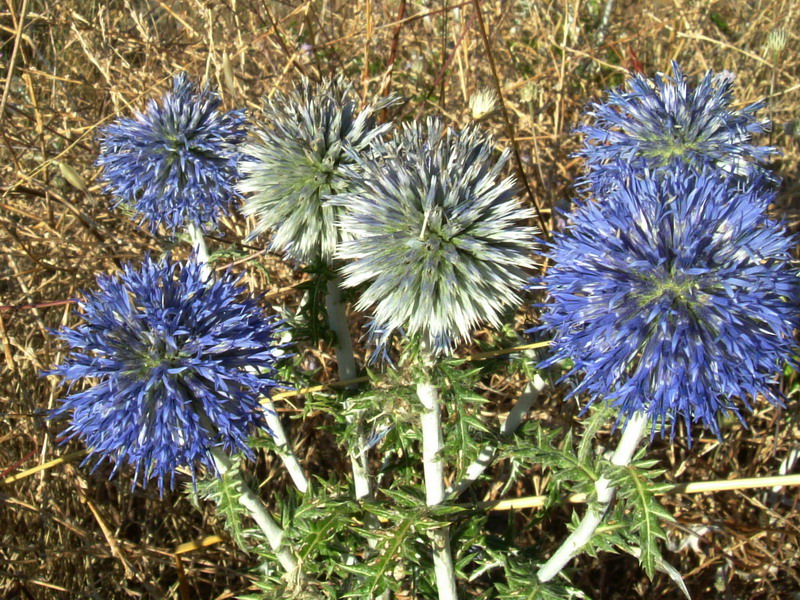Echinops ritro