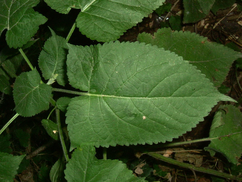 Salvia glutinosa / Salvia vischiosa