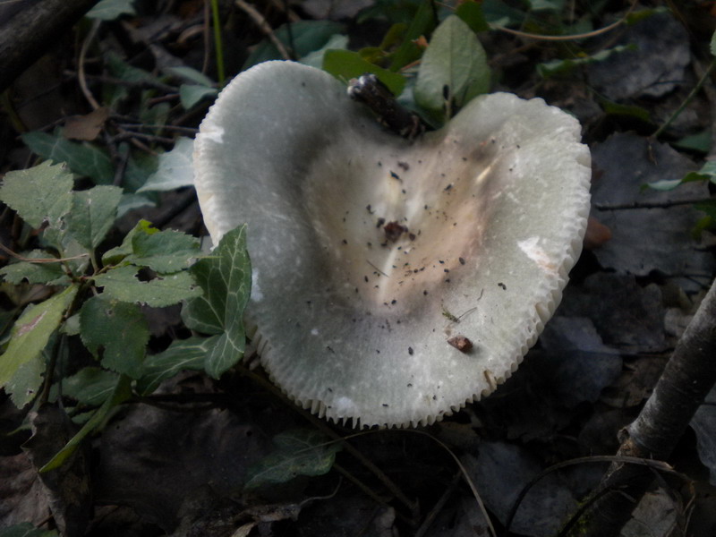 Russula