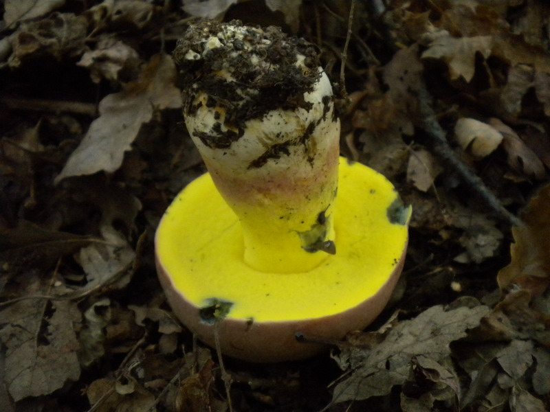 Quale Boletus ??