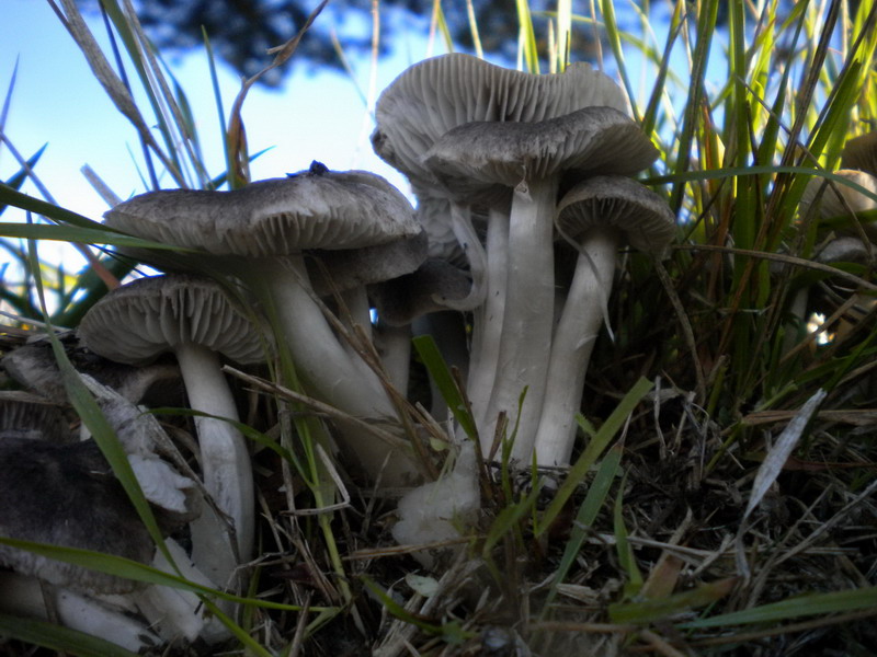 Tricholoma 1