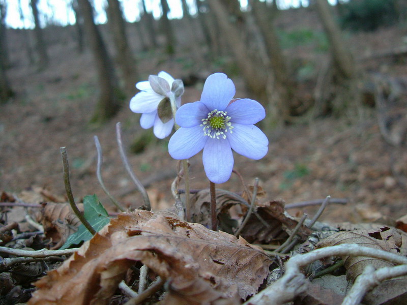 Eranthis hyemalis ed Hepatica nobilis